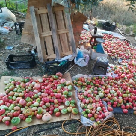 Tomato Juice - Image 3