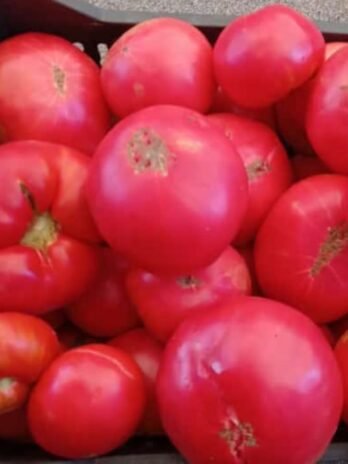 Tomato Juice