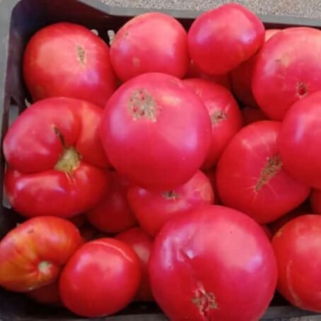Tomato Juice - Image 2